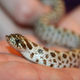 Illustration for article titled Oh Hai Hognose!